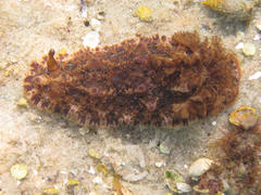 Dendrodoris krusensternii