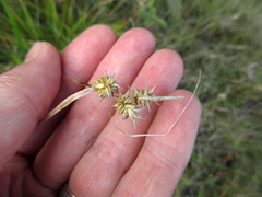 Carex cryptolepis
