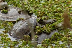 Hydromedusa tectifera