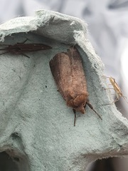 Diarsia rubi