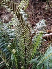 Blechnum nudum