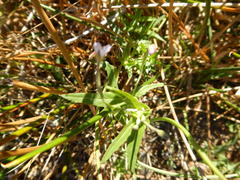 Epilobium capense