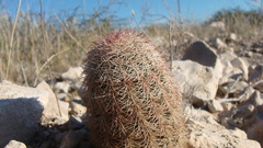 Echinocereus pectinatus