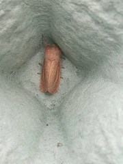 Denticucullus pygmina