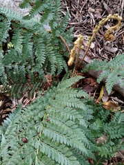Polystichum proliferum