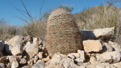 Echinocereus pectinatus