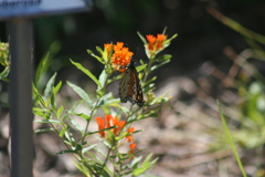 Danaus plexippus