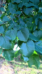 Tilia americana