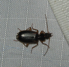 Cymindis limbata