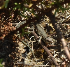 Podarcis carbonelli carbonelli