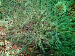 Ophiothrix fragilis