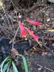 Phycella cyrtanthoides