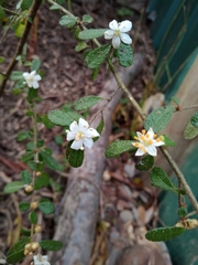 Asterolasia asteriscophora