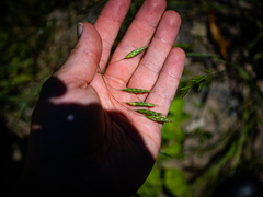 Bromus arvensis