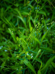 Juncus anthelatus