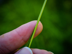Juncus anthelatus