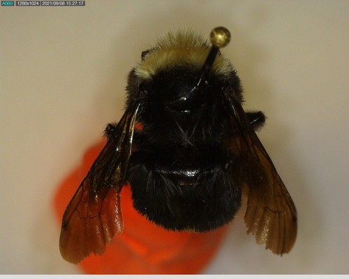 iNaturalist observation photo of Yellow-faced Bumble Bee