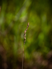 Poa bulbosa bulbosa