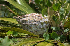 Dioon merolae