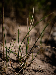 Poa bulbosa bulbosa