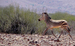 Equus zebra hartmannae