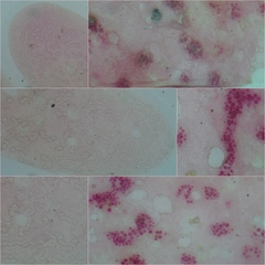 Nitophyllum punctatum