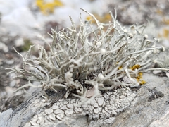 Ramalina siliquosa