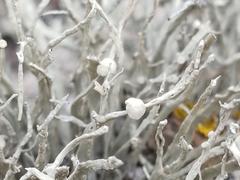 Ramalina siliquosa