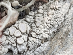 Ramalina siliquosa