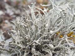 Ramalina siliquosa