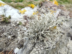 Ramalina siliquosa