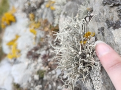Ramalina siliquosa