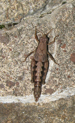 Melanoplus tribulus