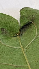 Prociphilus fraxinifolii