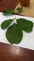 Prociphilus fraxinifolii