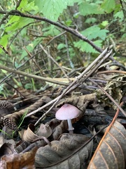 Leucoagaricus roseilividus