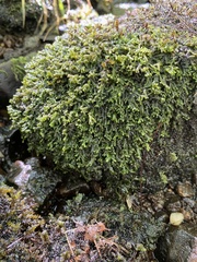 Jubula pennsylvanica
