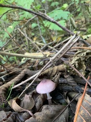 Leucoagaricus roseilividus