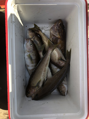 Caulolatilus princeps