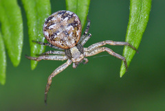 Xysticus audax