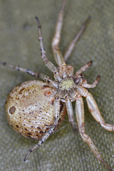 Xysticus audax