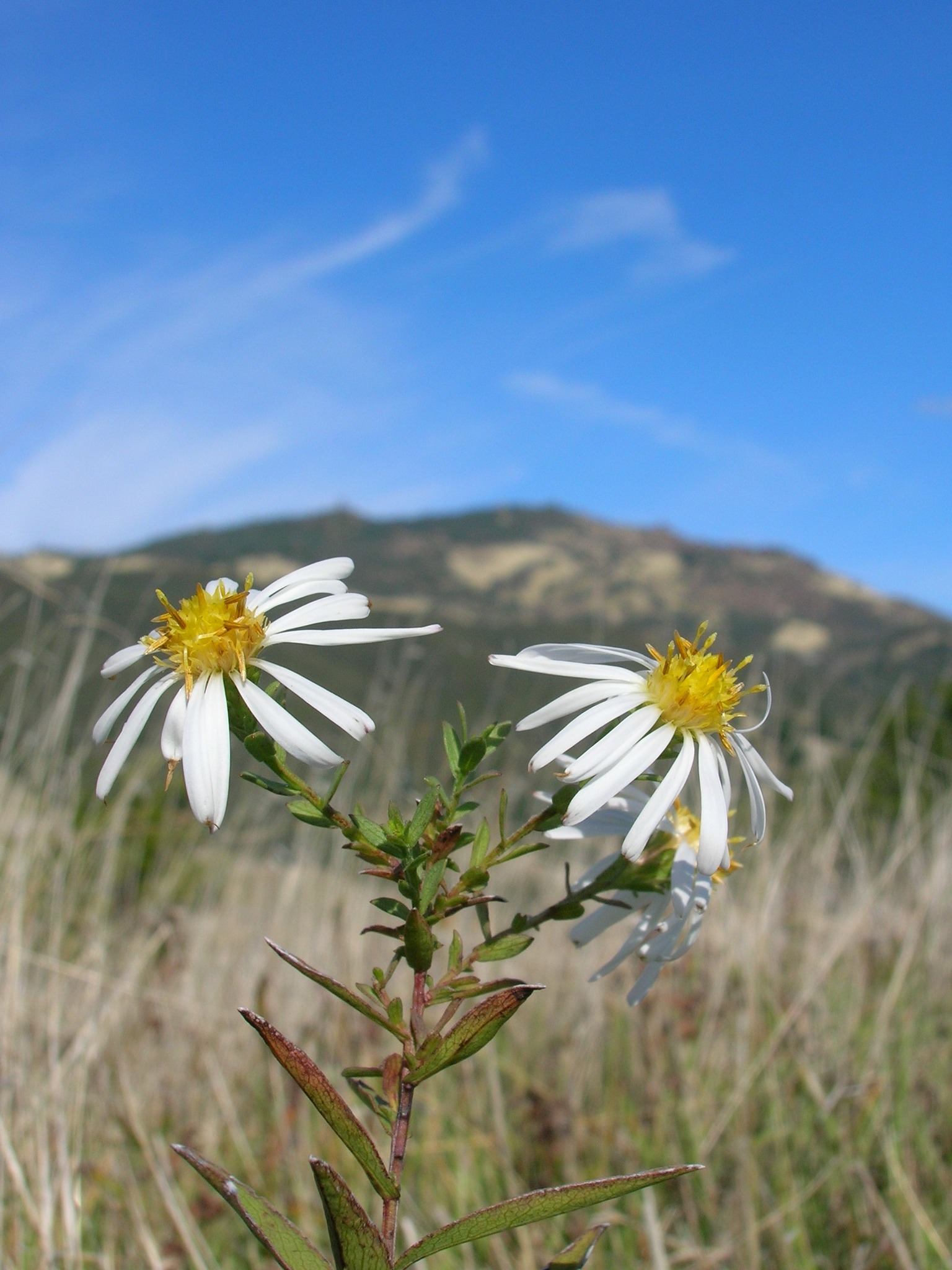 Symphyotrichum lanceolatum var. hesperium