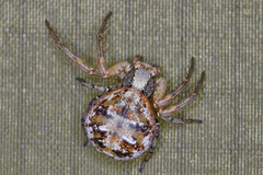 Xysticus audax