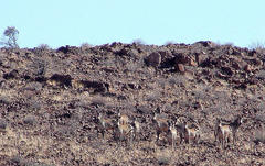 Equus zebra hartmannae