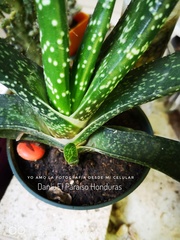 Gasteria carinata