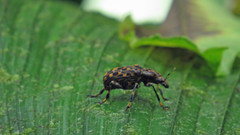 Euparius tapirus
