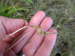 Carex cryptolepis