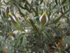 Cordylanthus pilosus