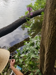 Physostegia correllii