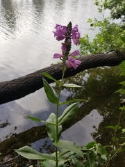 Physostegia correllii